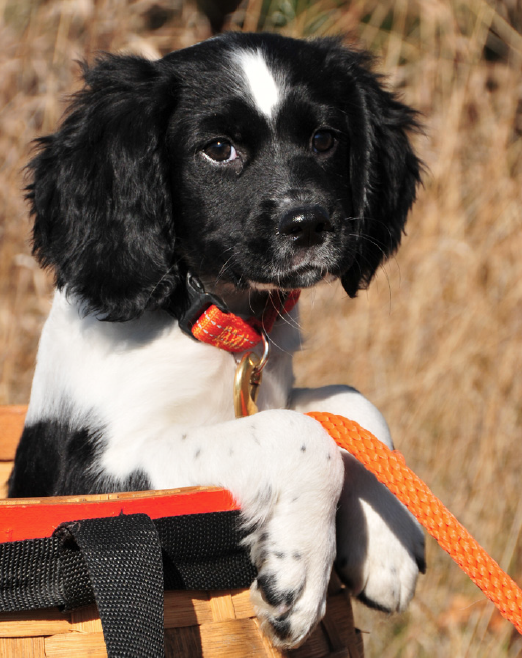 puppy in bag