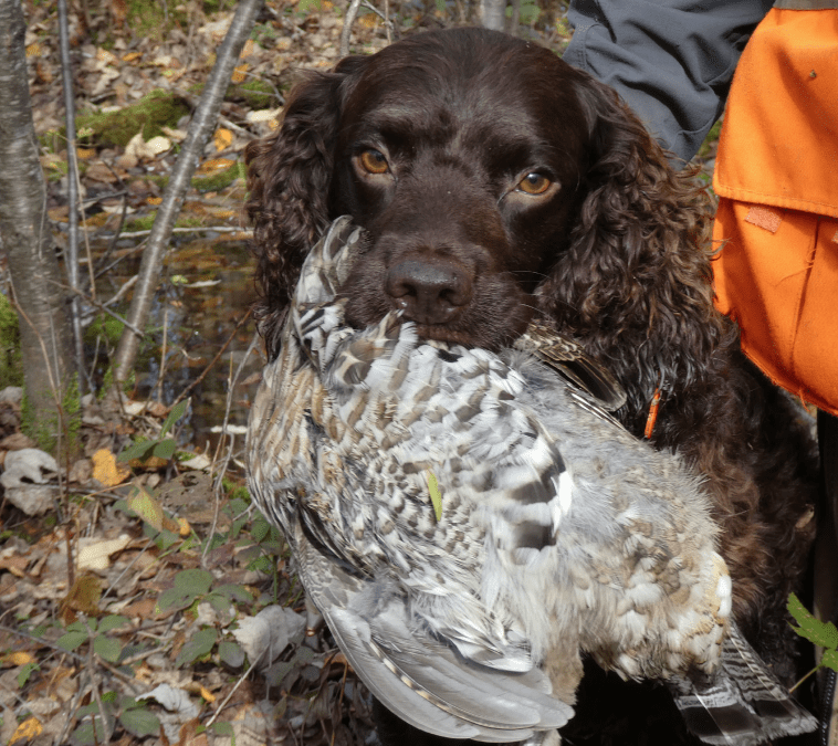 An American Water Spaniel in Grouse Country