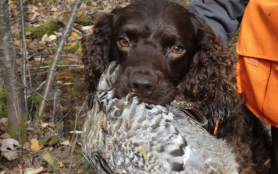 An American Water Spaniel in Grouse Country