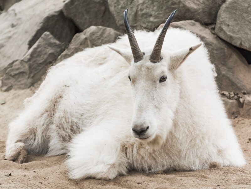 white mountain goat