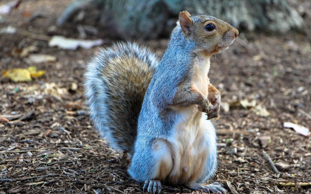 The Great Jonesboro Squirrel Safari