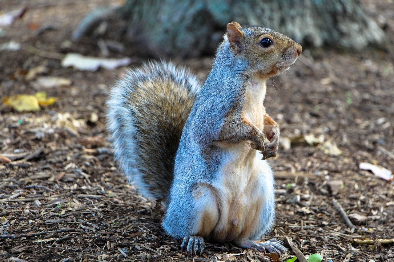 common squirrel