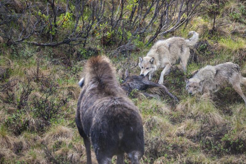 cow moose calf and wolves