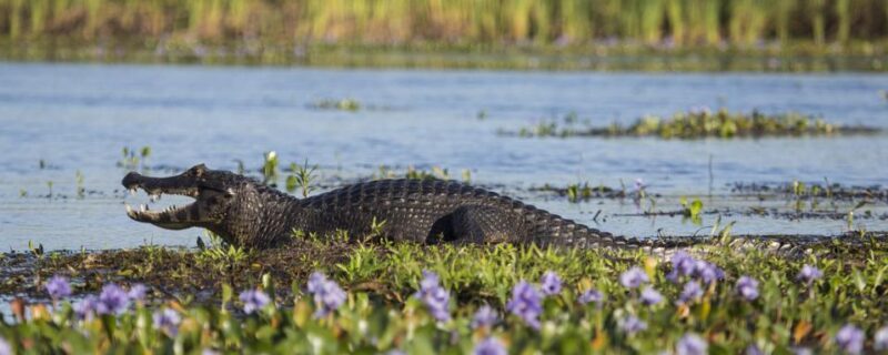 caiman in argentina wetlands