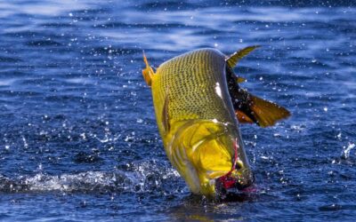 Why Fly Fishermen are Flocking to South America for Golden Dorado