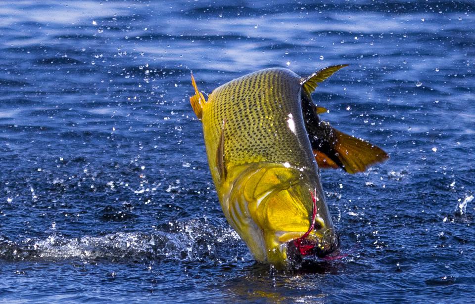 golden dorado fish jump