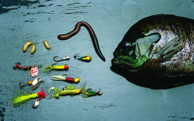 Choosing the Right Bait for Your Fish