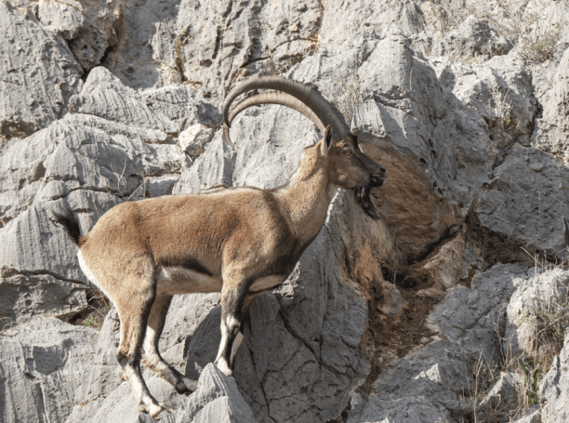 ibex on mountainside