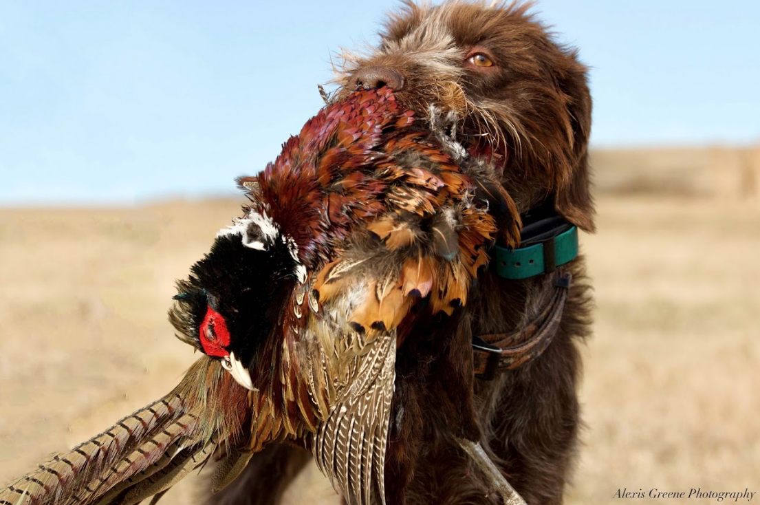 pointer dog with pheasant