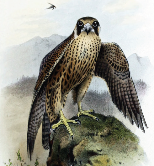 falcon painting