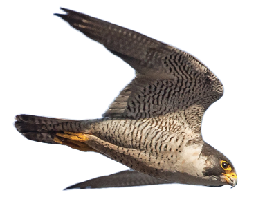 peregrine falcon flying