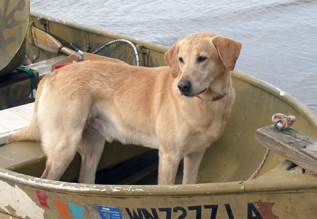 yellow lab dog in boat