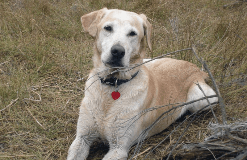 lando yellow lab dog