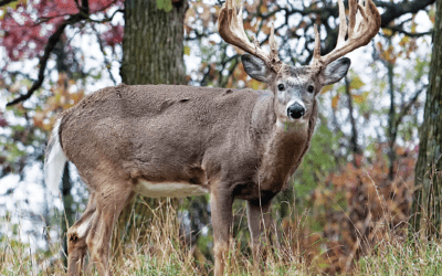 Deer Urine: Cologne of the Gods