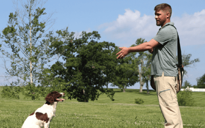 The Cocker World’s Dog Whisperer