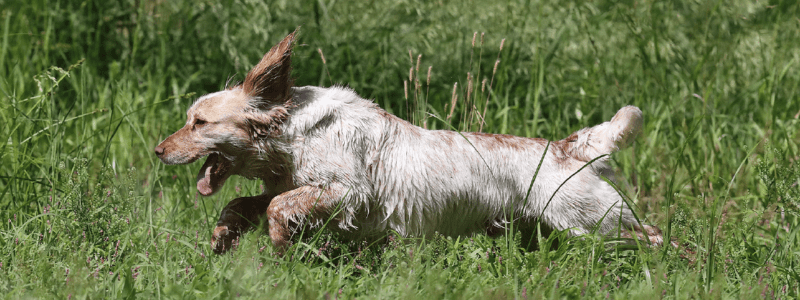 cocker spaniel dog in field