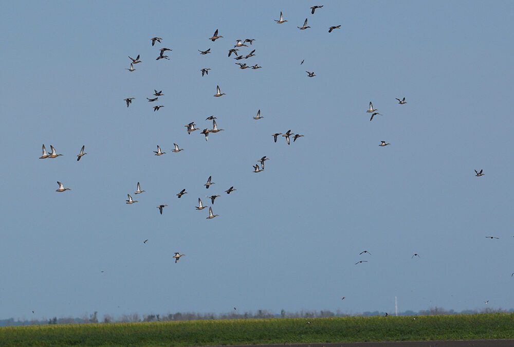 Iowa Teal Hunting Begins September 1