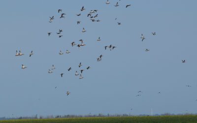 Iowa Teal Hunting Begins September 1