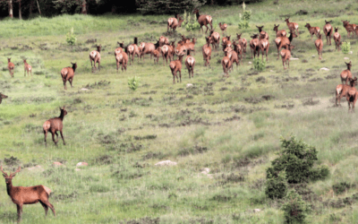 Velvet Elk at Poso Creek