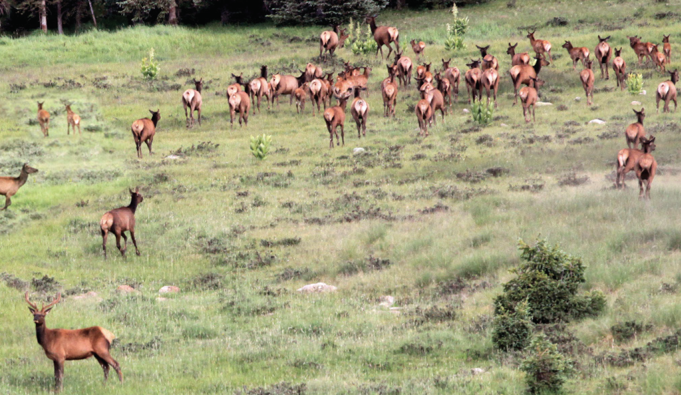 bull elk and herd in field