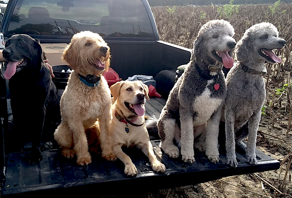 Dove Hunting Doodle Sporting Classics Daily