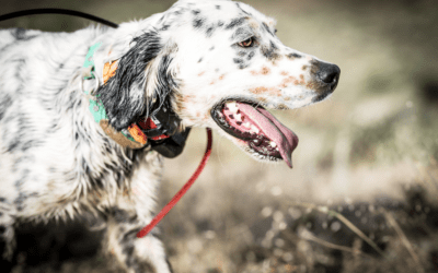 How to Keep Your Dog Hydrated