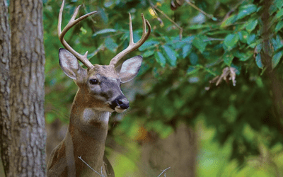 Tips for Properly and Ethically Disposing of Deer Remains