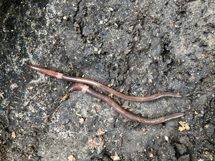 Invasive Jumping Worms? What’s Next?