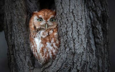 Maryland DNR Announces 2020 Photography Contest Winners