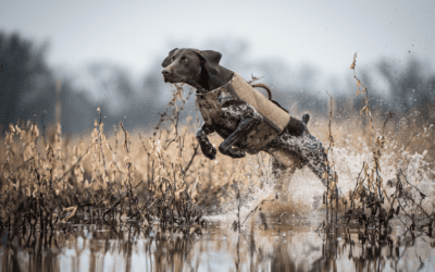 A Sporting Dog’s Unique Nutritional Needs