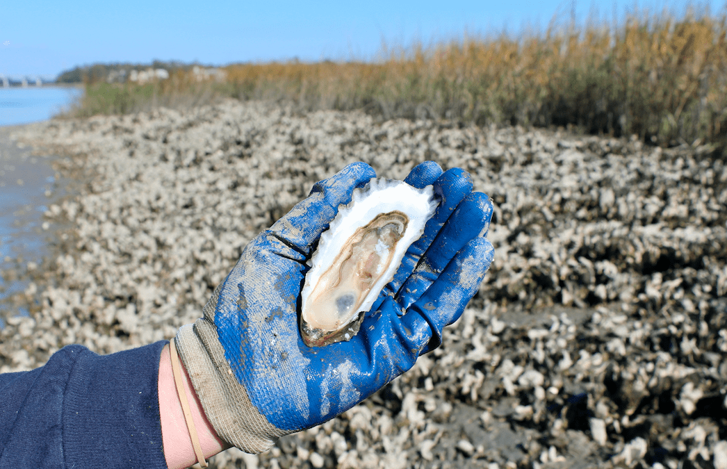 Getting to Know Your Friendly Neighborhood Oyster