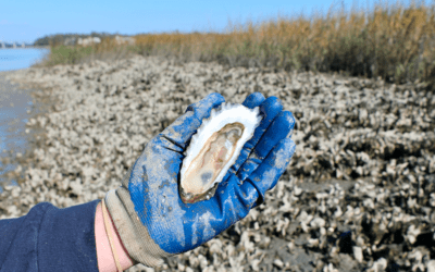 Getting to Know Your Friendly Neighborhood Oyster