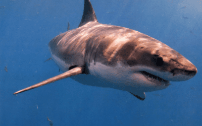 Sportfishery for Great White Sharks?