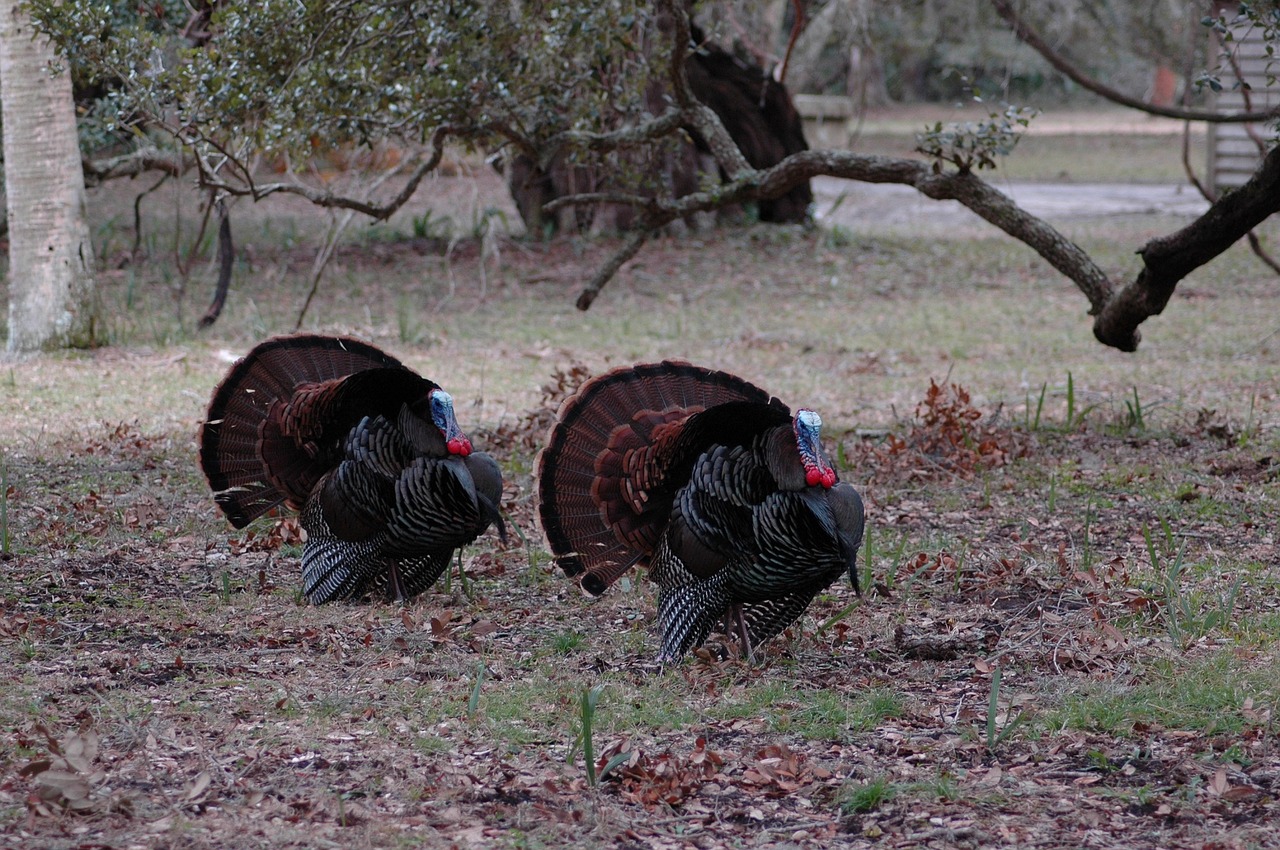 turkey hunting mistakes