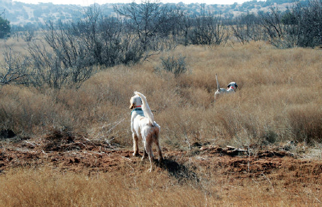 NFL Legend Bert Jones: A Bird Dog Man? - Sporting Classics Daily