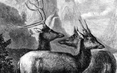 Père David’s Deer Back From the Brink