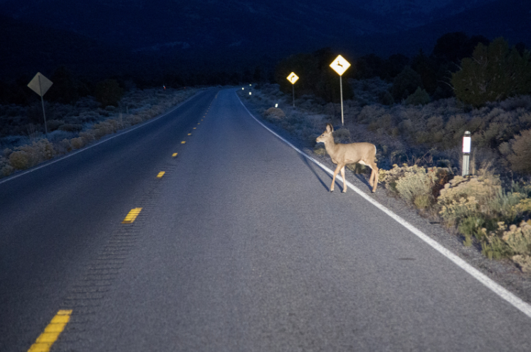 deer in road headlights