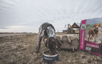 How to Feed Your Dog