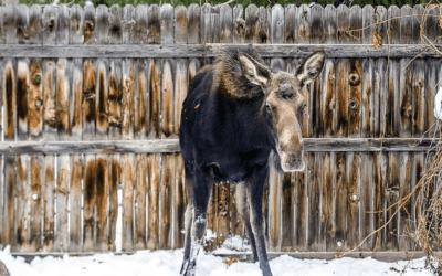 When to Report a Wildlife Sighting