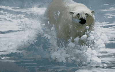 A Deadly Polar Plunge