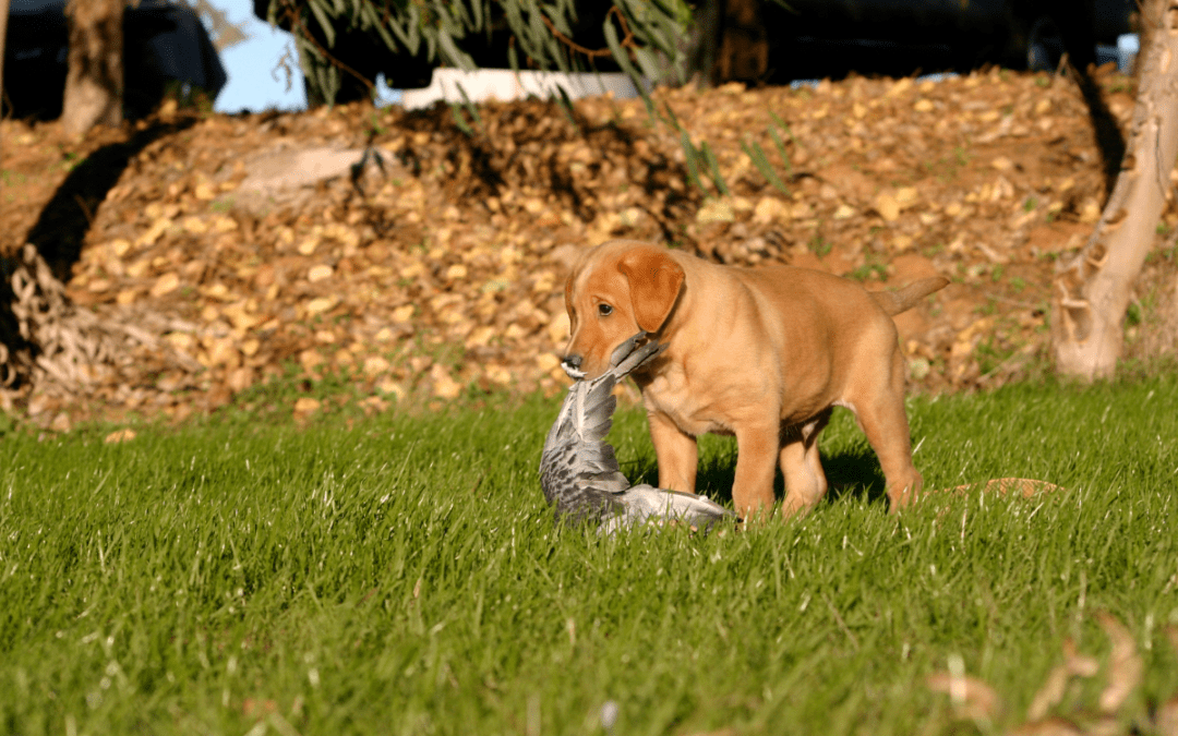 Package-Deal Puppies