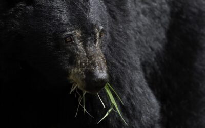 Frenzy of Wildlife Poaching in Oregon Causes Concern