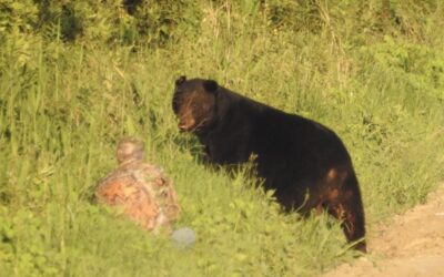 Conservationist Tom Harrison has Bearolina on His Mind