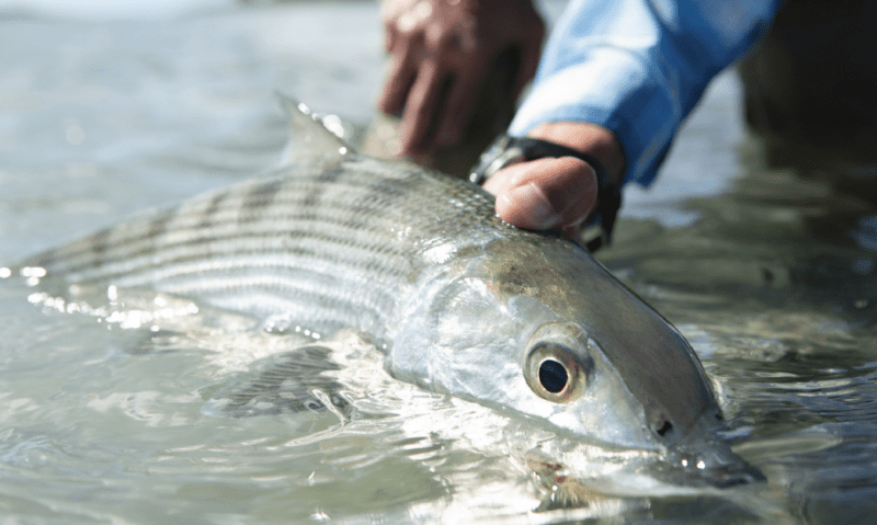 Fly Fishing the Salt - Sporting Classics Daily