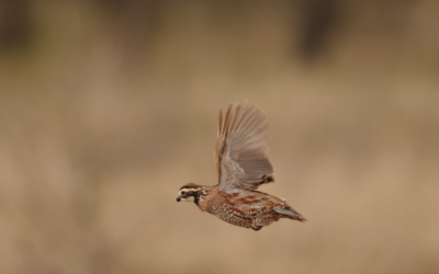 Amid Whirring Wings