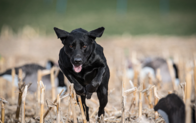 Maintaining Sporting Dog Performance in Extreme Conditions