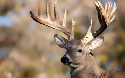 Teen Girl Takes World-Record-Breaking Buck