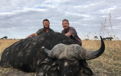 Charging Buffalo vs. Aimpoint Sights