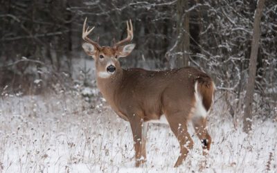 The Perks of Muzzleloader Season