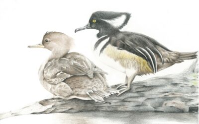 Maine’s Junior Duck Stamp Challenge for K-12